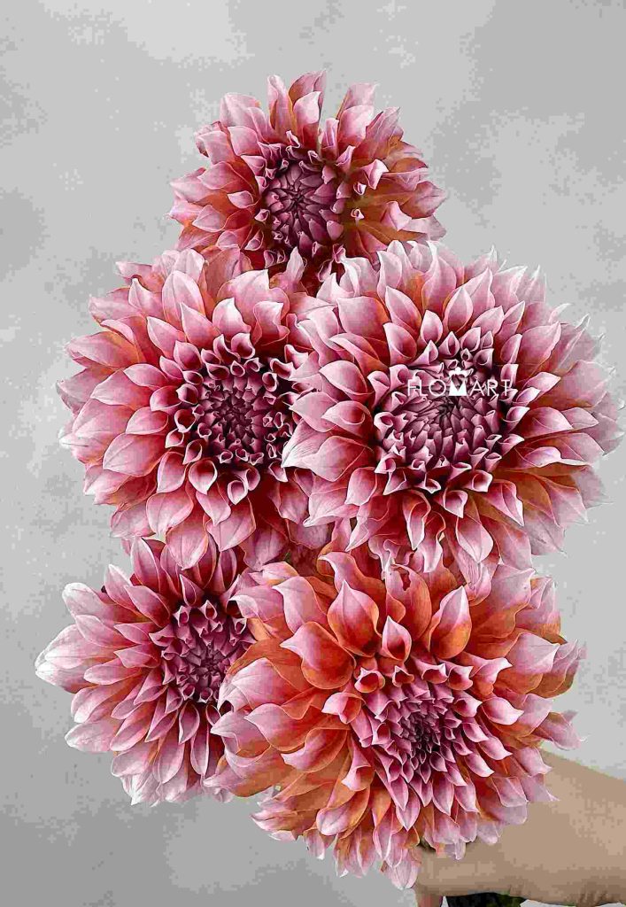 Dahlia Cream Peach