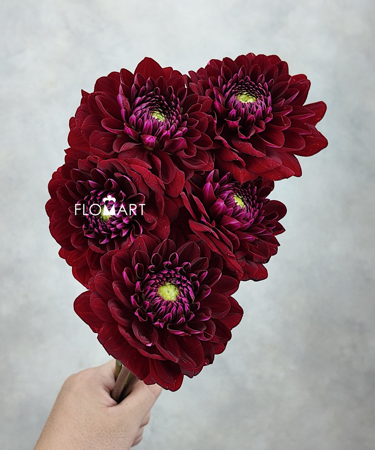 Dahlia Dark Red - Image 1