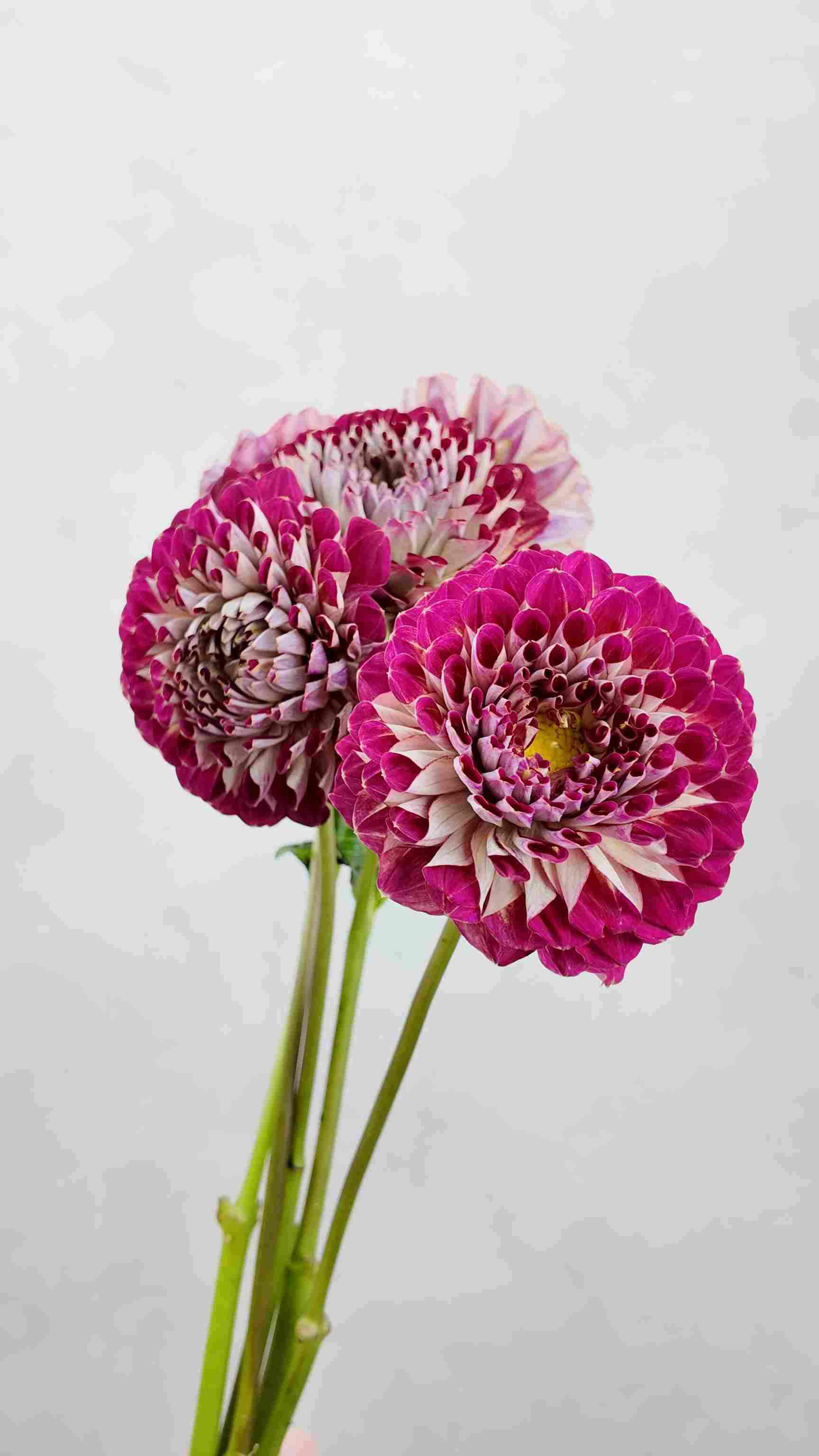 Dahlia Joshua - Image 1