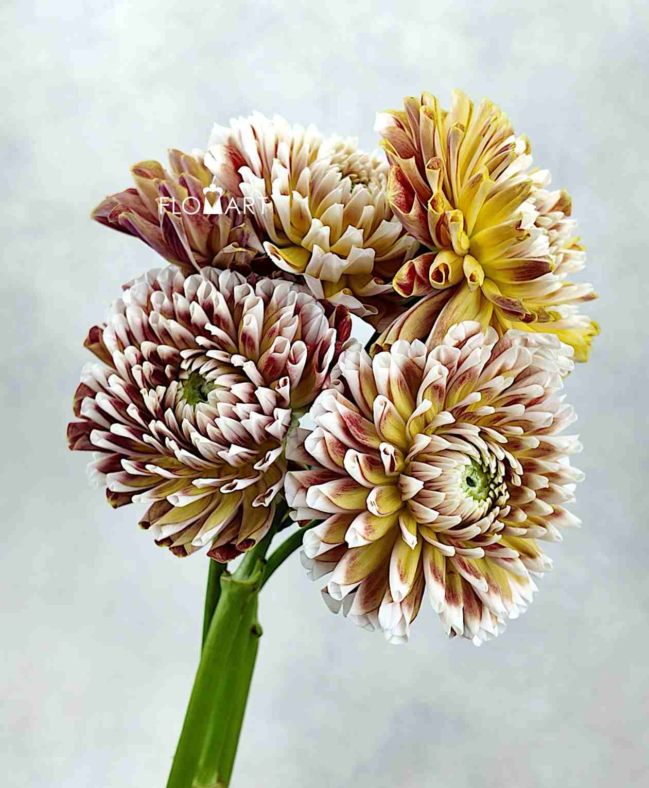 Dahlia Jowie - Image 1