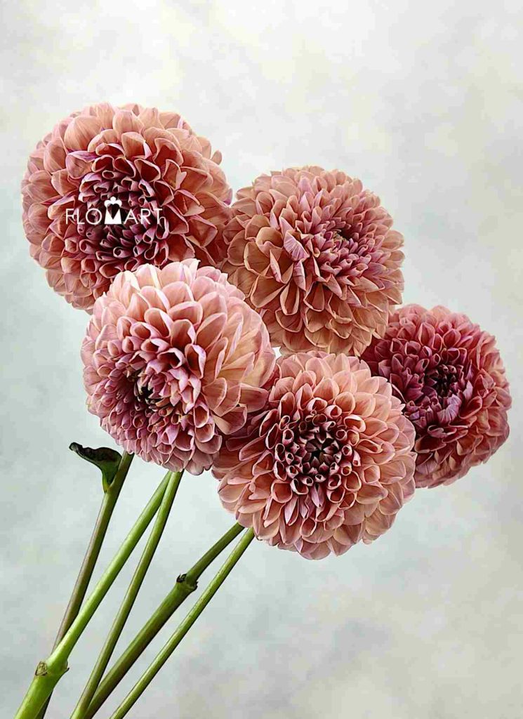 Dahlia Linda Baby