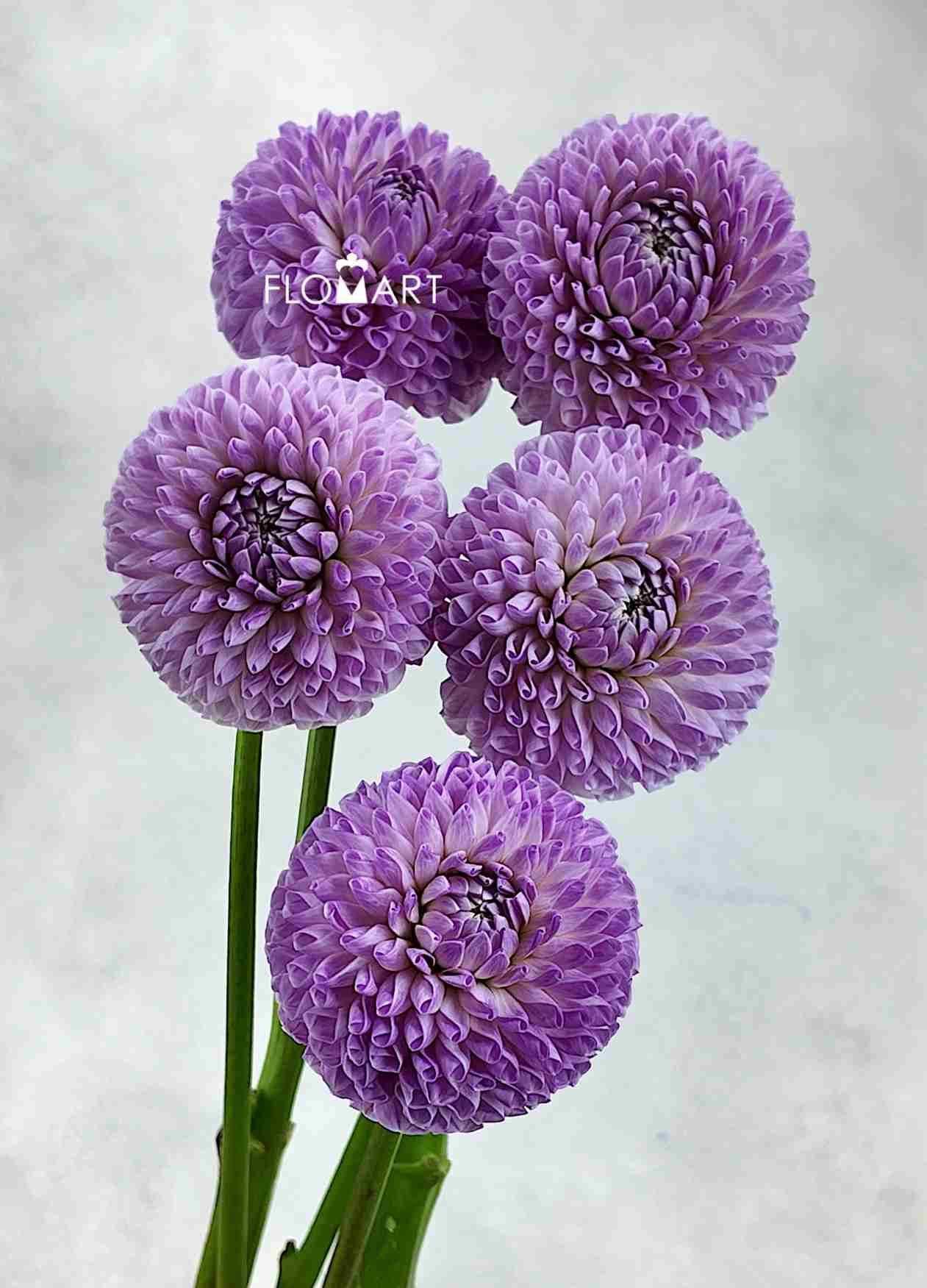 Dahlia Megan Dean - Image 1