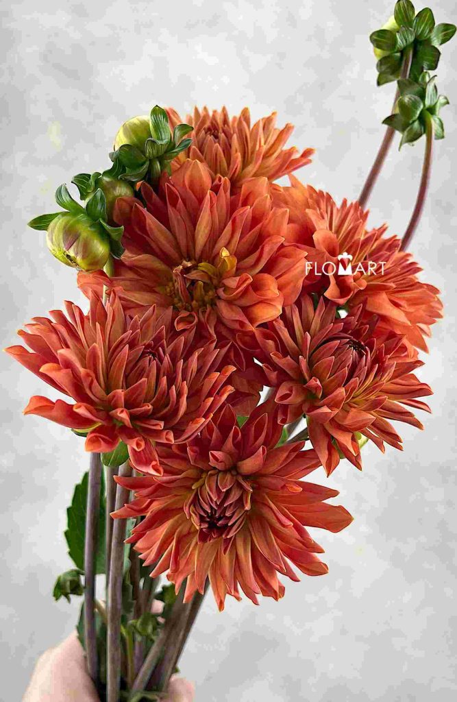 Dahlia Orange
