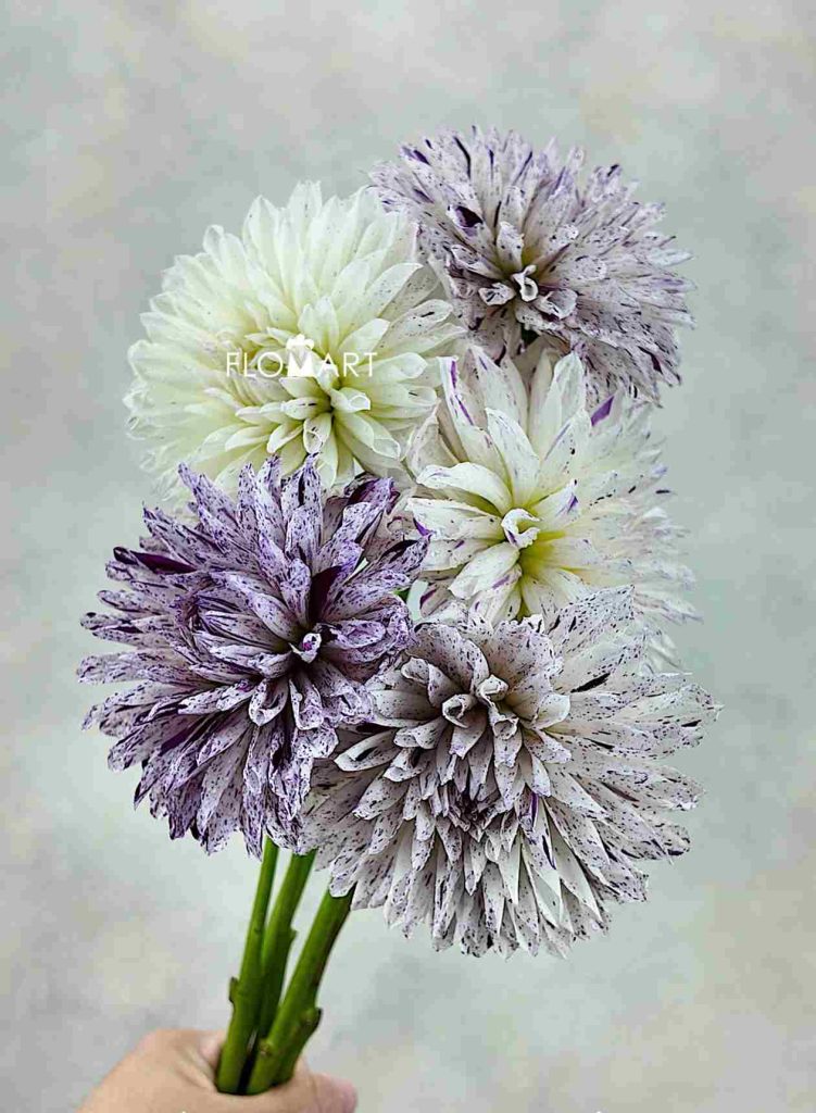 Dahlia Prince Varian