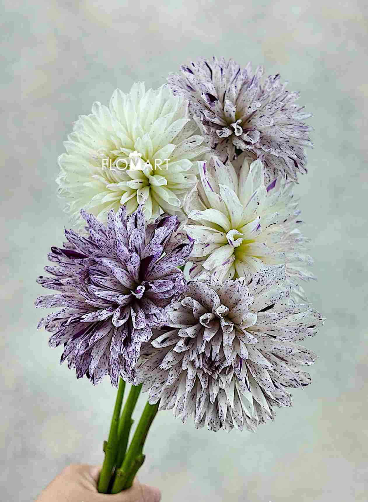 Dahlia Prince Varian - Image 1