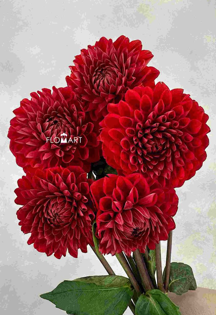 Dahlia Red