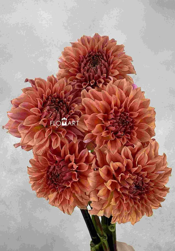 Dahlia Rosendale Peach