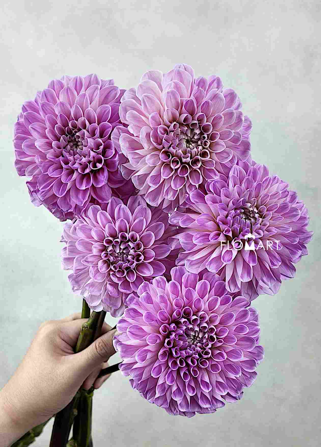 Dahlia Sweet Nathali - Image 1