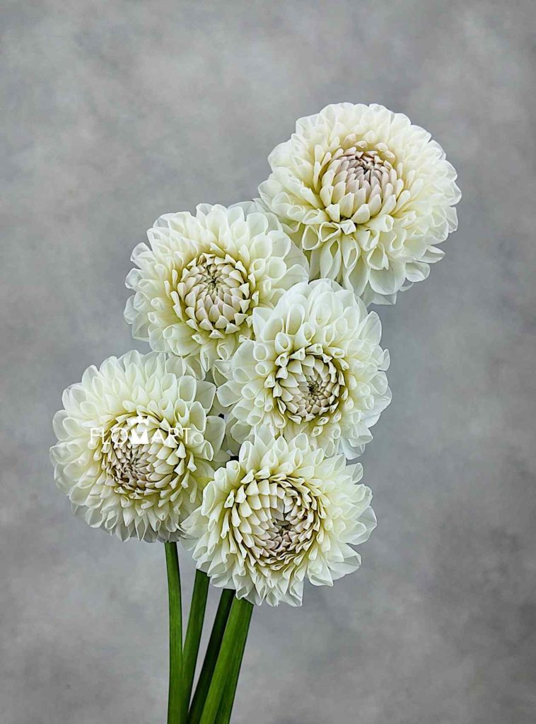 Dahlia White Peng Peng