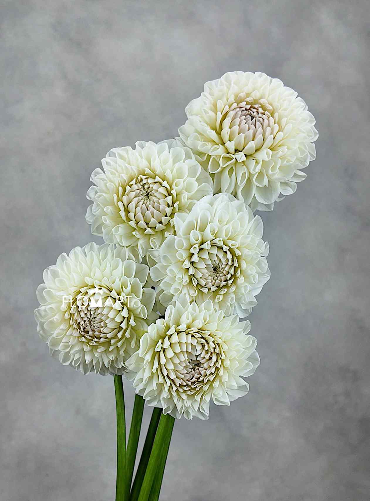 Dahlia White Peng Peng - Image 1