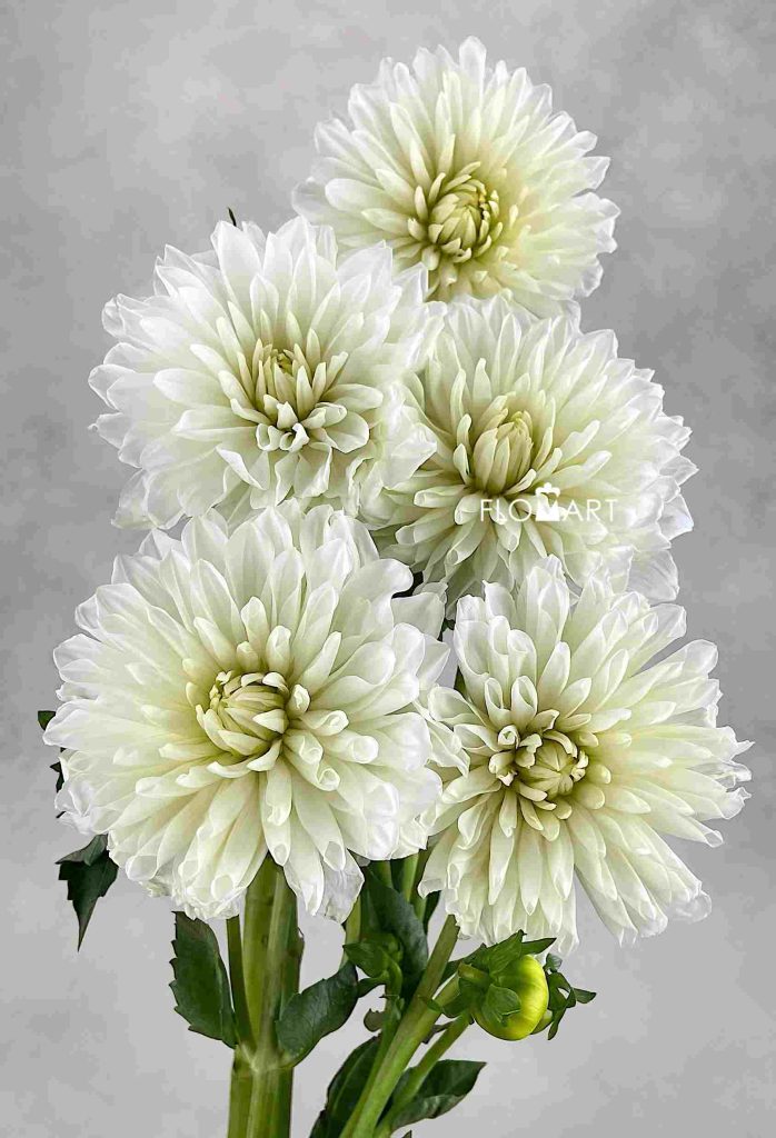 Dahlia White