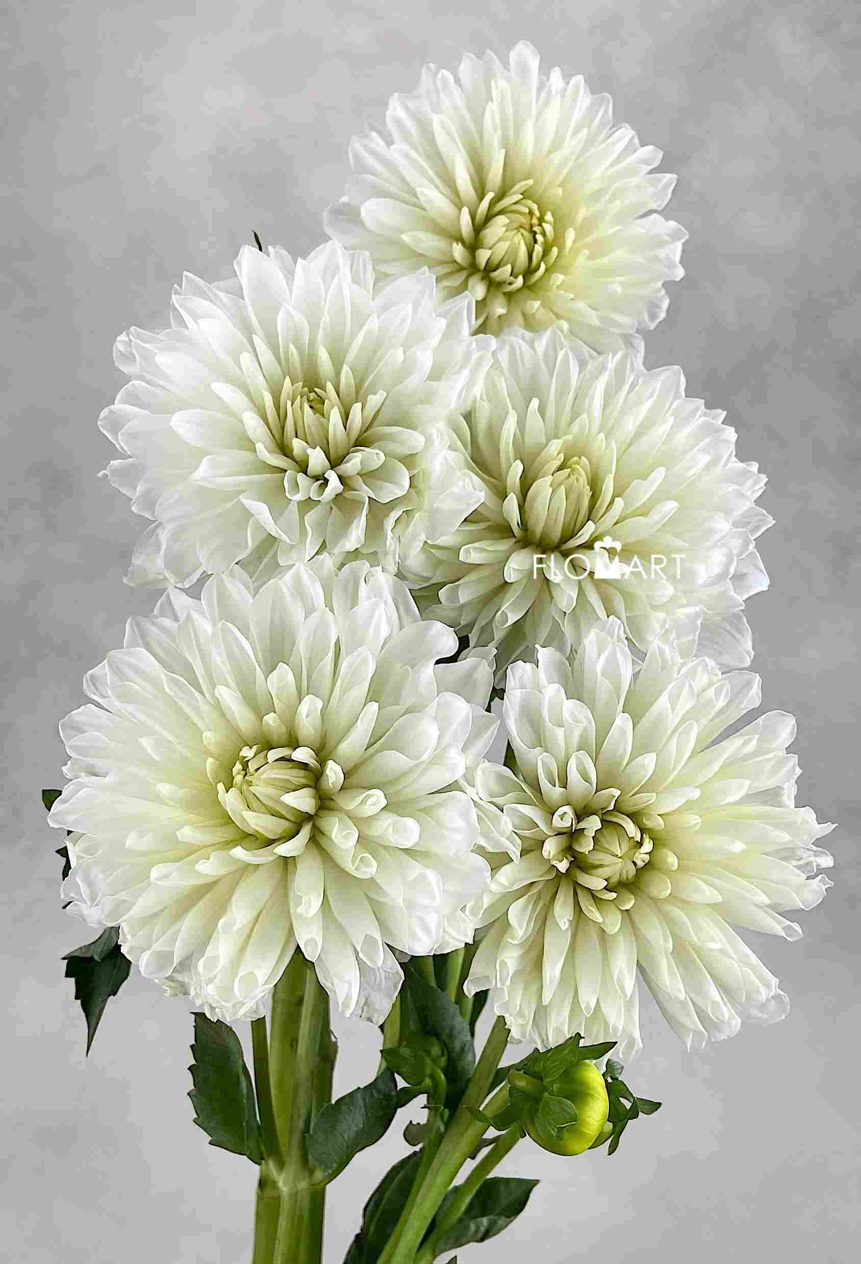 Dahlia White - Image 1
