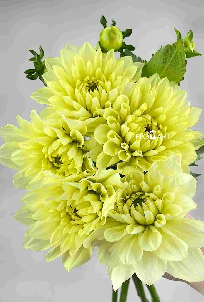 Dahlia Yellow