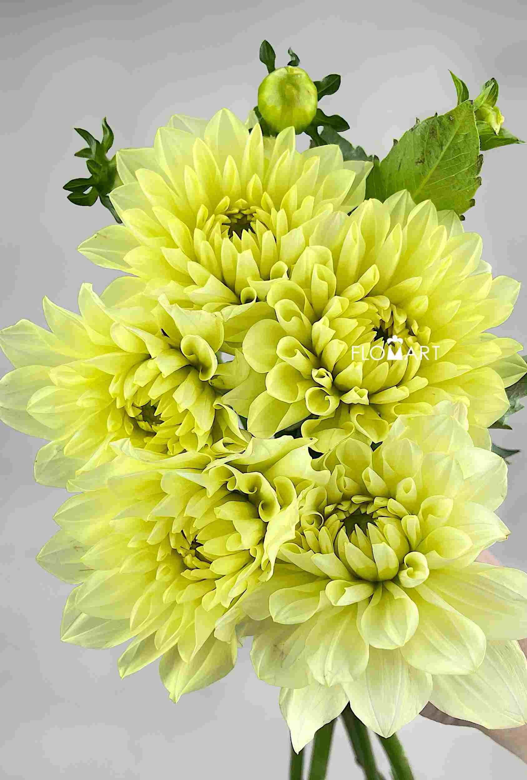 Dahlia Yellow - Image 1