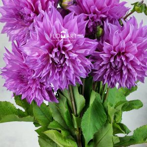 Dahlia Cafe Aulait Pink