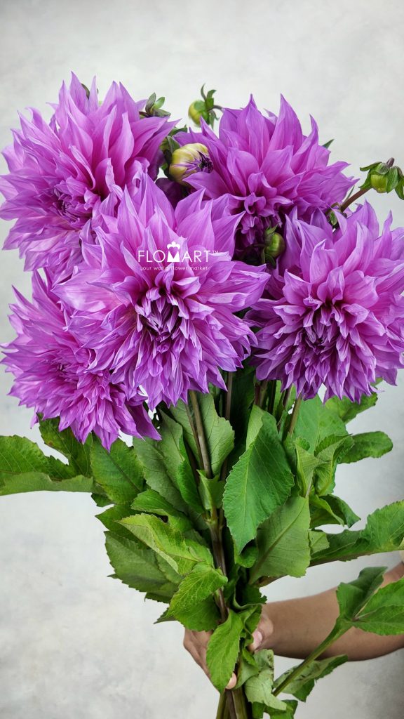 Dahlia Cafe Aulait Pink