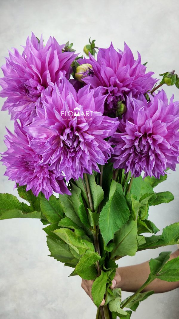 Dahlia Cafe Aulait Pink Dahlia Cafe Aulait Pink