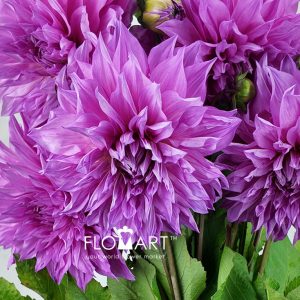 Dahlia Cafe Aulait Pink - Image 2