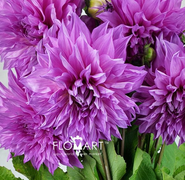 Dahlia Cafe Aulait Pink