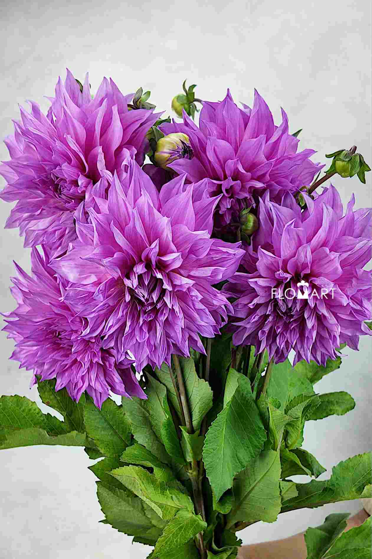 Dahlia Cafe Aulait Pink - Image 1