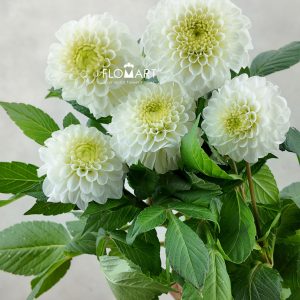 Dahlia Caro