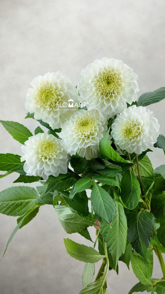 Dahlia Caro