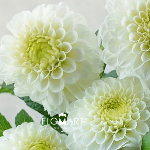 Dahlia Caro - Image 2
