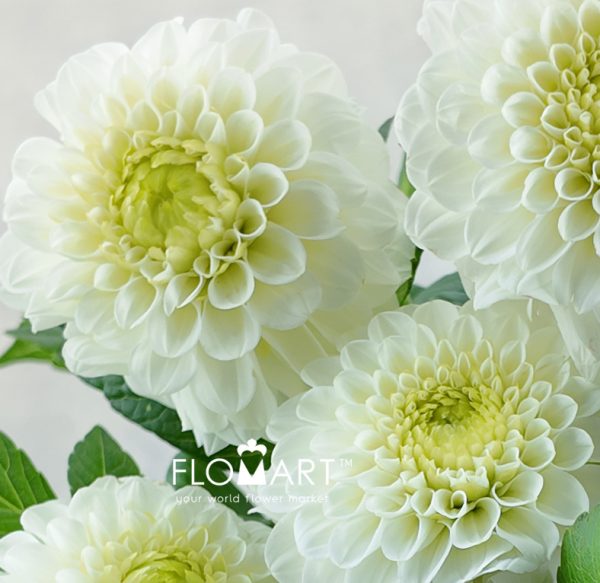 Dahlia Caro