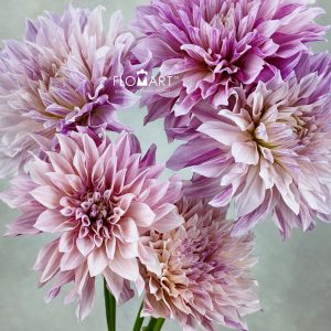 Dahlia Coffee Milk
