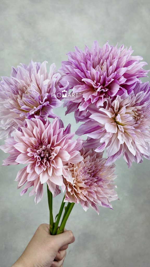 Dahlia Coffee Milk