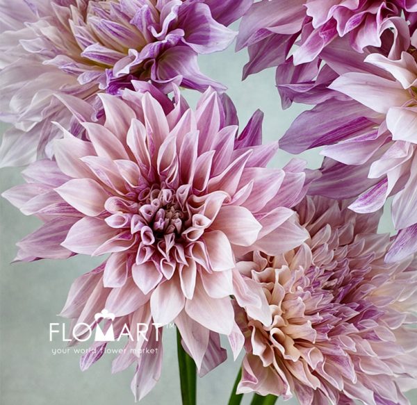 Dahlia Coffee Milk