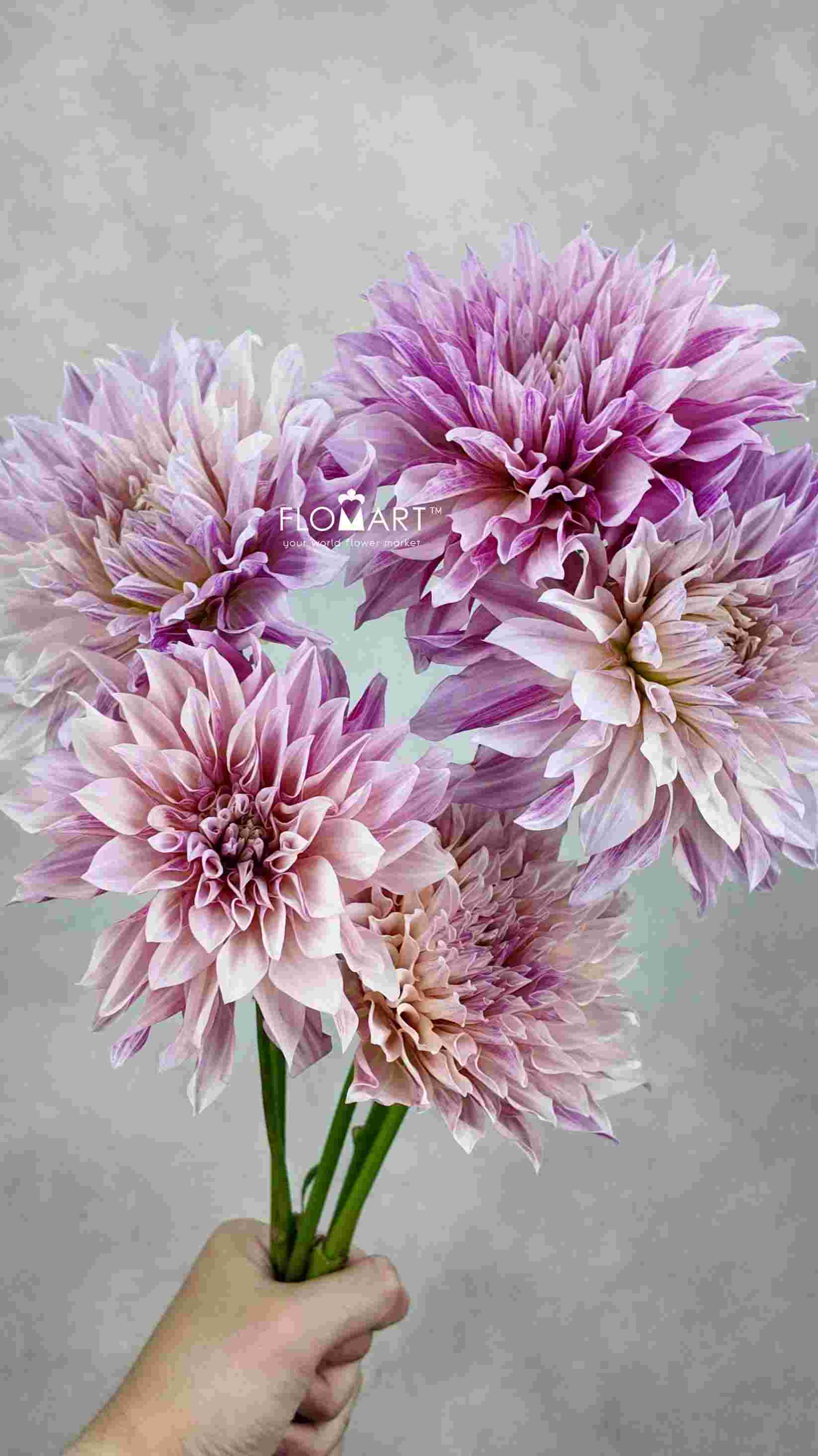 Dahlia Coffee Milk - Image 1