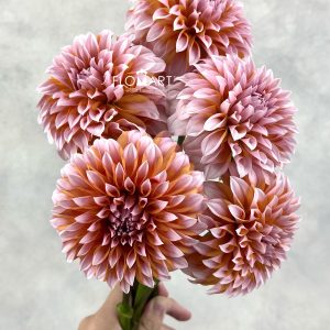 Dahlia Cream Peach