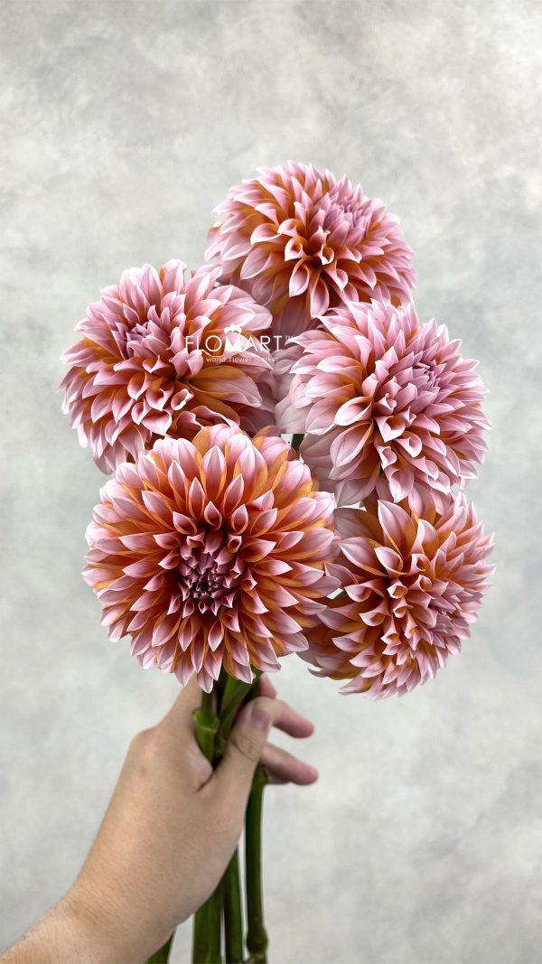 Dahlia Cream Peach