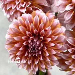 Dahlia Cream Peach - Image 2