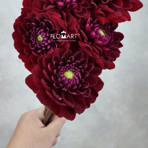Dahlia Dark Red