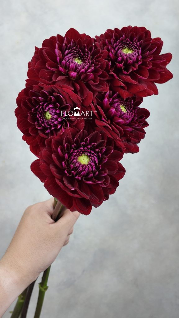 Dahlia Dark Red