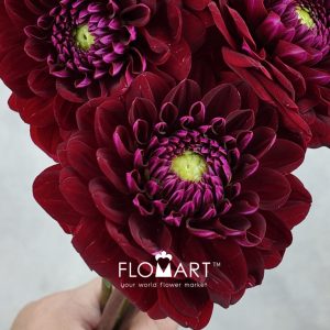 Dahlia Dark Red - Image 2