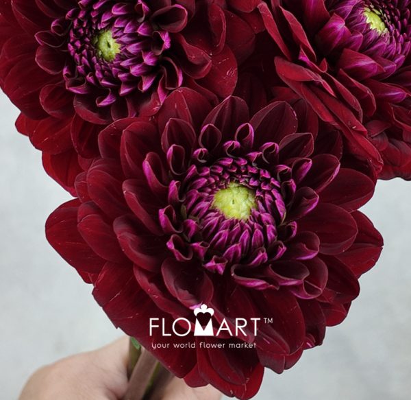 Dahlia Dark Red