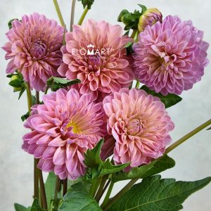 Dahlia Doris Duke Z
