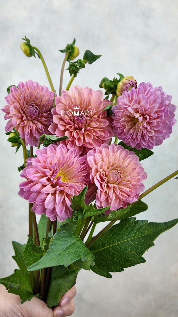 Dahlia Doris Duke Z