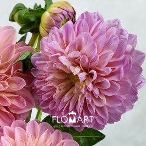 Dahlia Doris Duke Z - Image 2