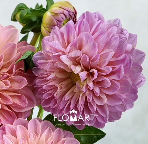 Dahlia Doris Duke Z