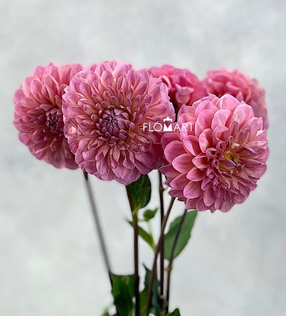 Dahlia Doris Duke Z