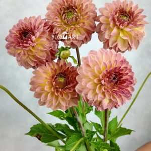 Dahlia Hillcrest Suffusion
