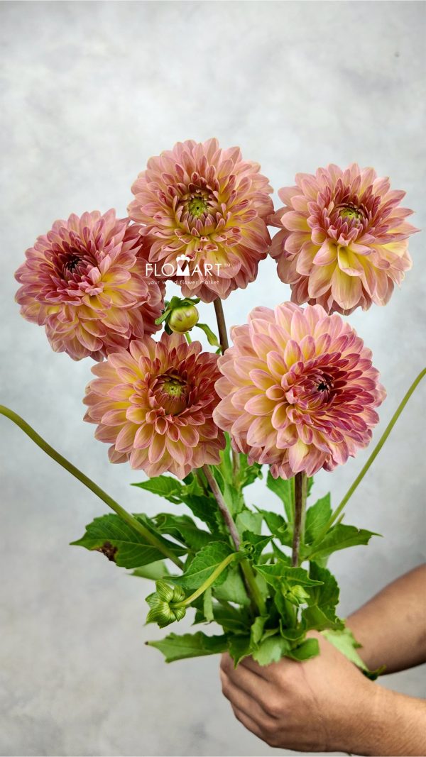 Dahlia Hillcrest Suffusion