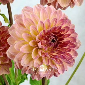 Dahlia Hillcrest Suffusion - Image 2