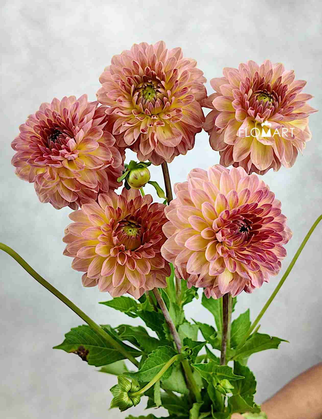 Dahlia Hillcrest Suffusion - Image 1