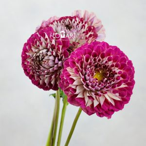 Dahlia Joshua