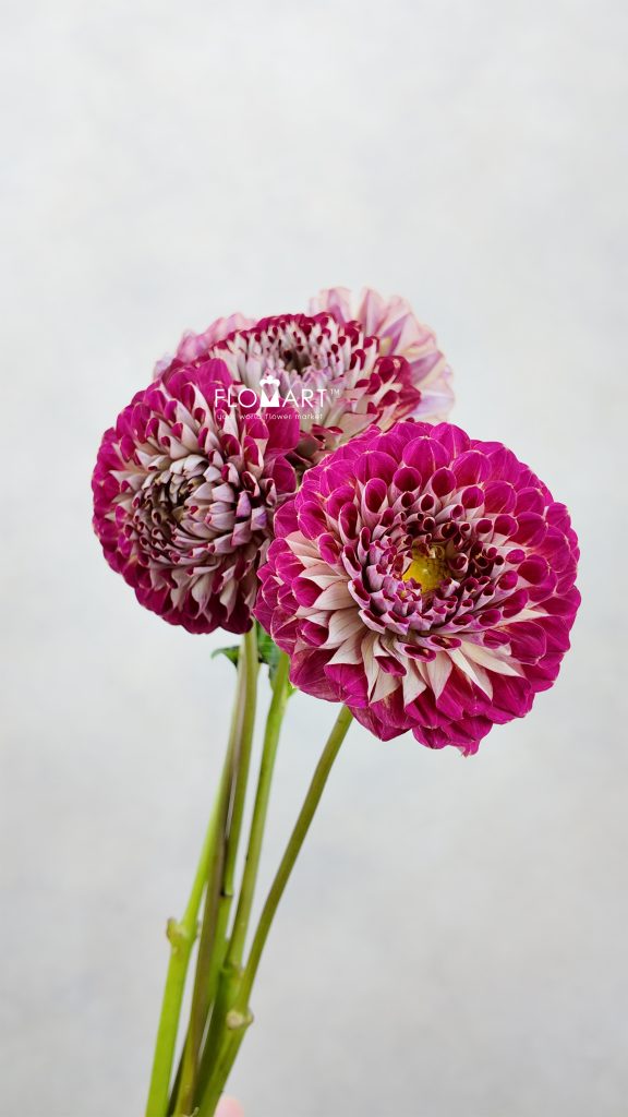 Dahlia Joshua